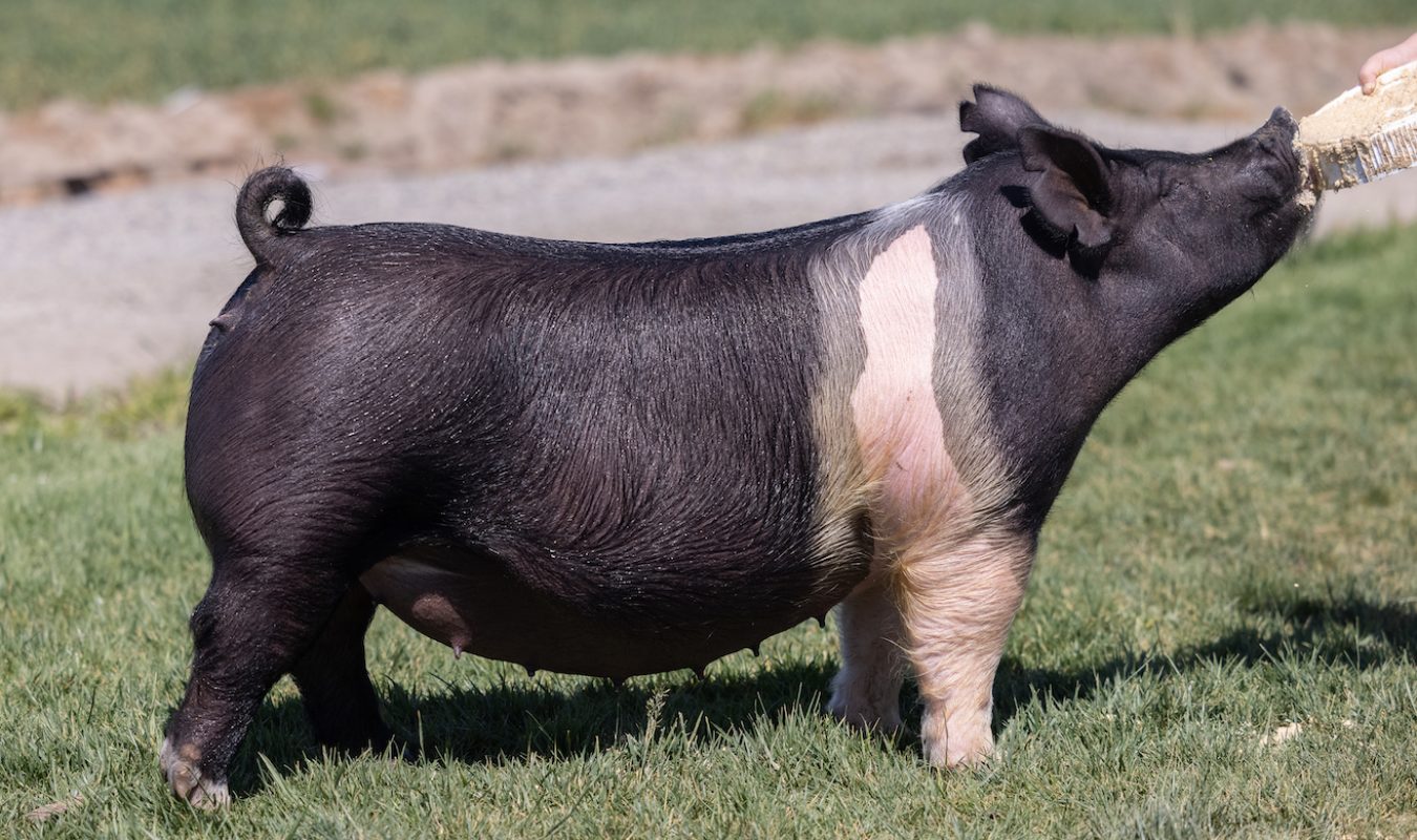 Ottenwalter Sows