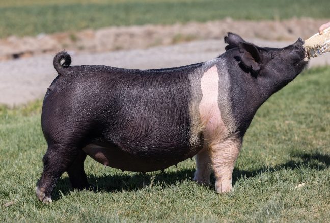 Ottenwalter Sows