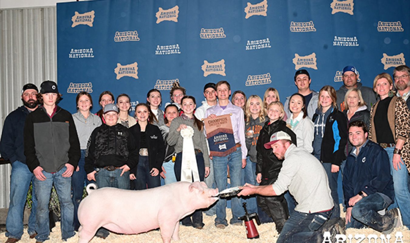 Champion Chester Gilt