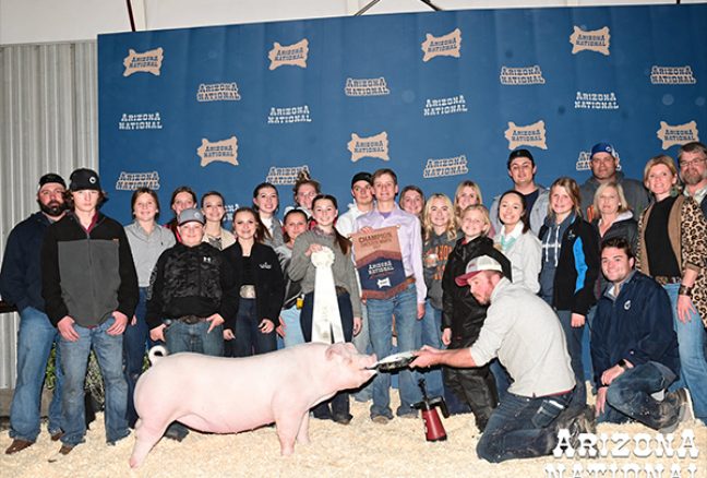 Champion Chester Gilt