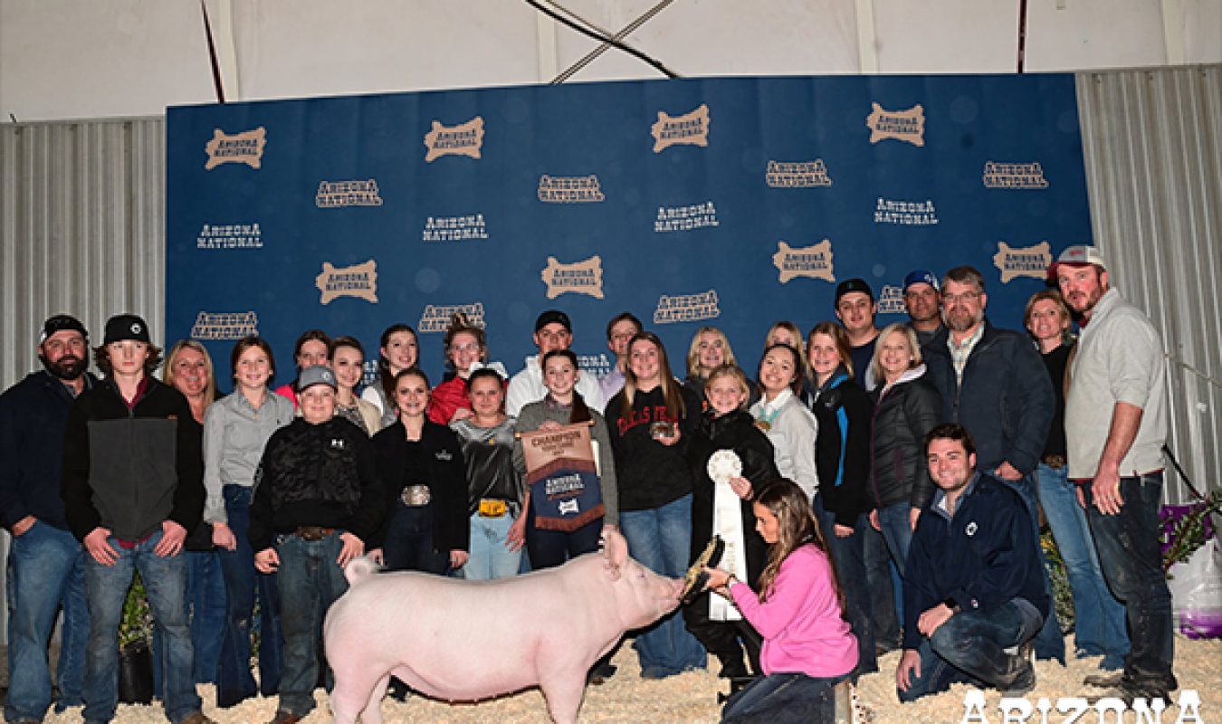 Champion York Gilt