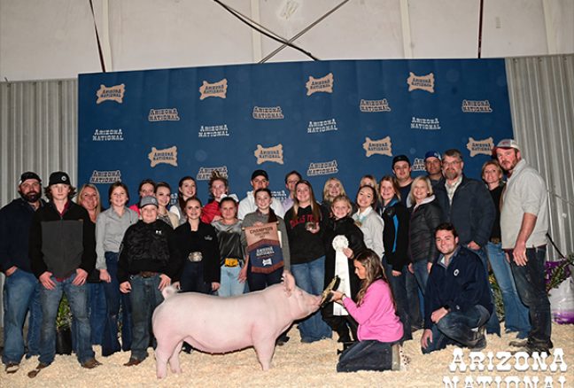 Champion York Gilt