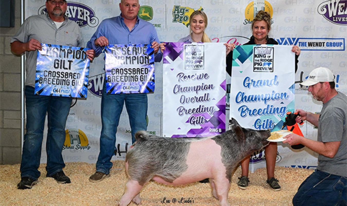 Champion Breeding Gilt King of the Ridge Pig Preview