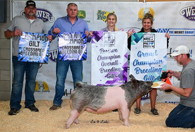 Champion Breeding Gilt King of the Ridge Pig Preview