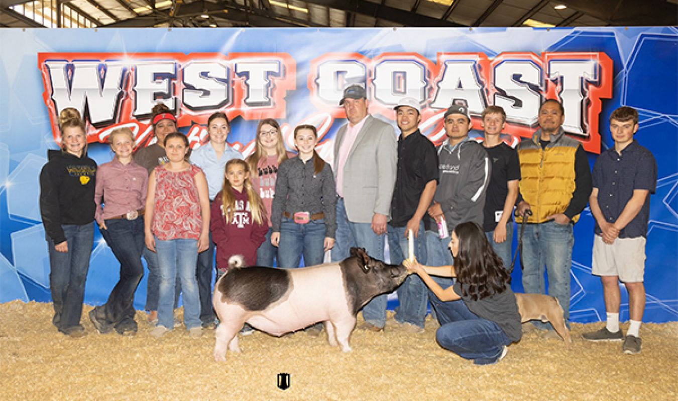 Third Overall Division 2 Barrow West Coast National Swine Show