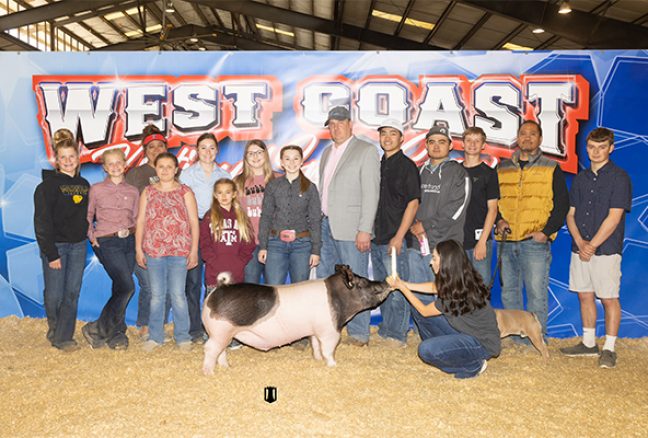 Third Overall Division 2 Barrow West Coast National Swine Show
