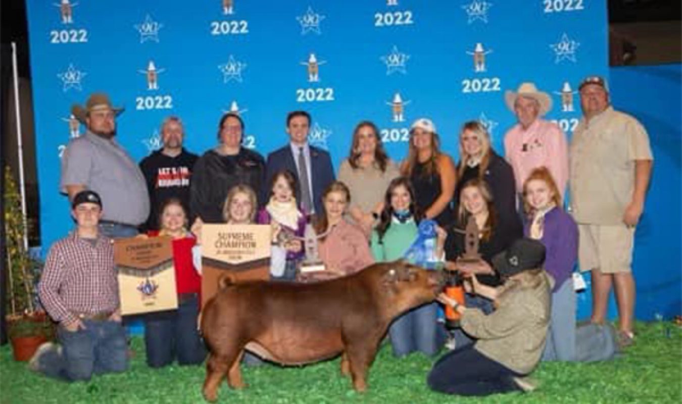 Supreme Champion Purebred Gilt Houston