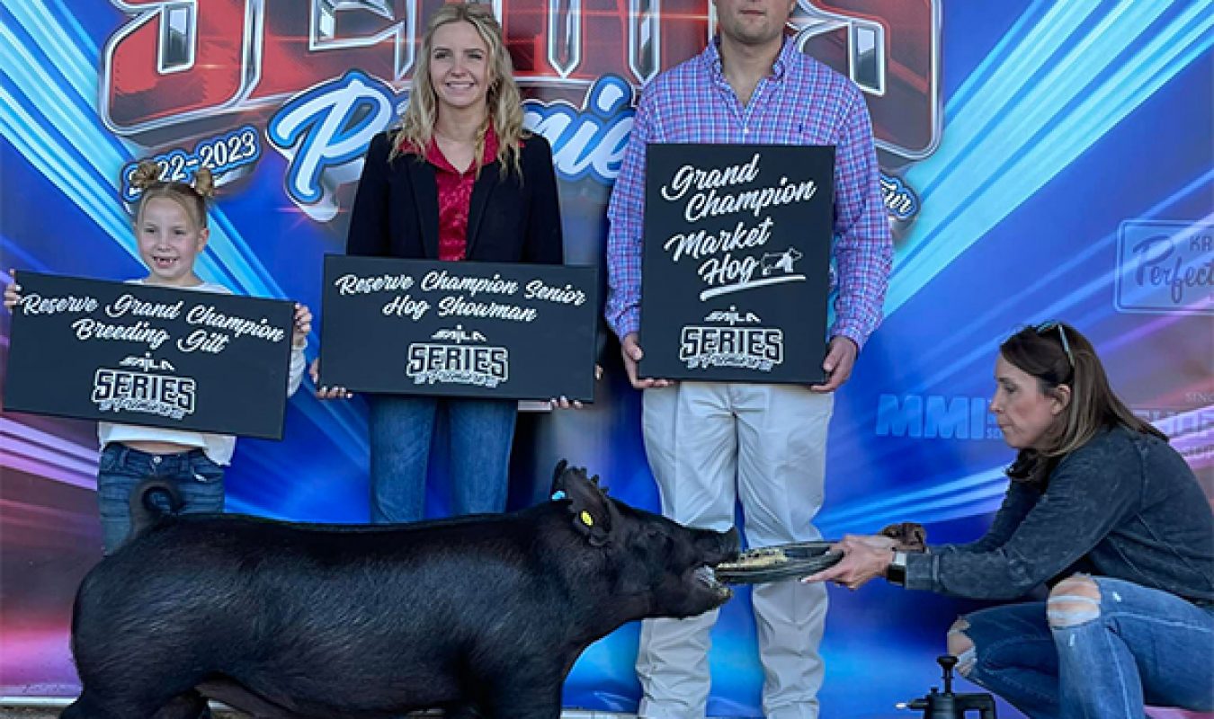 Grand Champion Market Hog SAILA Series Premier - AZ