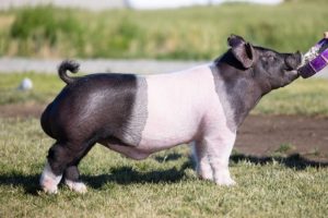 227-3 Boar