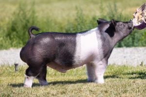 254-1 Boar
