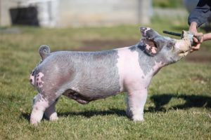 48-1 Boar