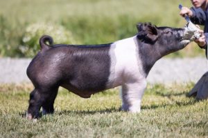 51-2 Boar