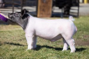 53-2 Boar
