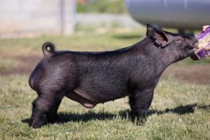 7-3 Boar