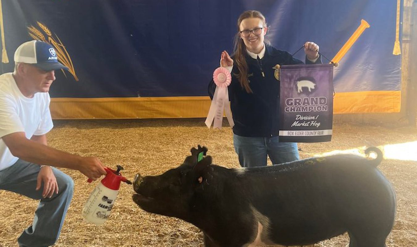 Champion Lightweight Box Elder County Fair