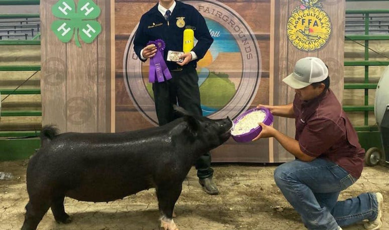 Reserve FFA Breeding Gilt Crook County