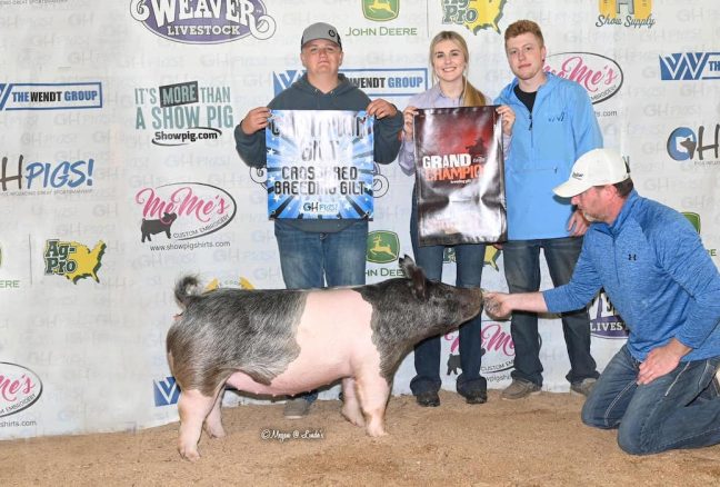 Grand Champion Breeding Gilt Drake County Shootout