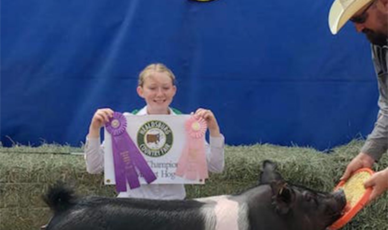 Champion 4-H Healdsburg