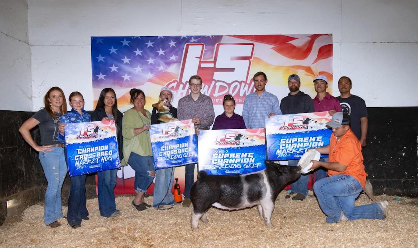 Supreme Champion Gilt I-5 Showdown