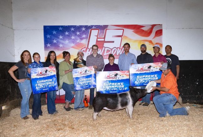 Supreme Champion Gilt I-5 Showdown