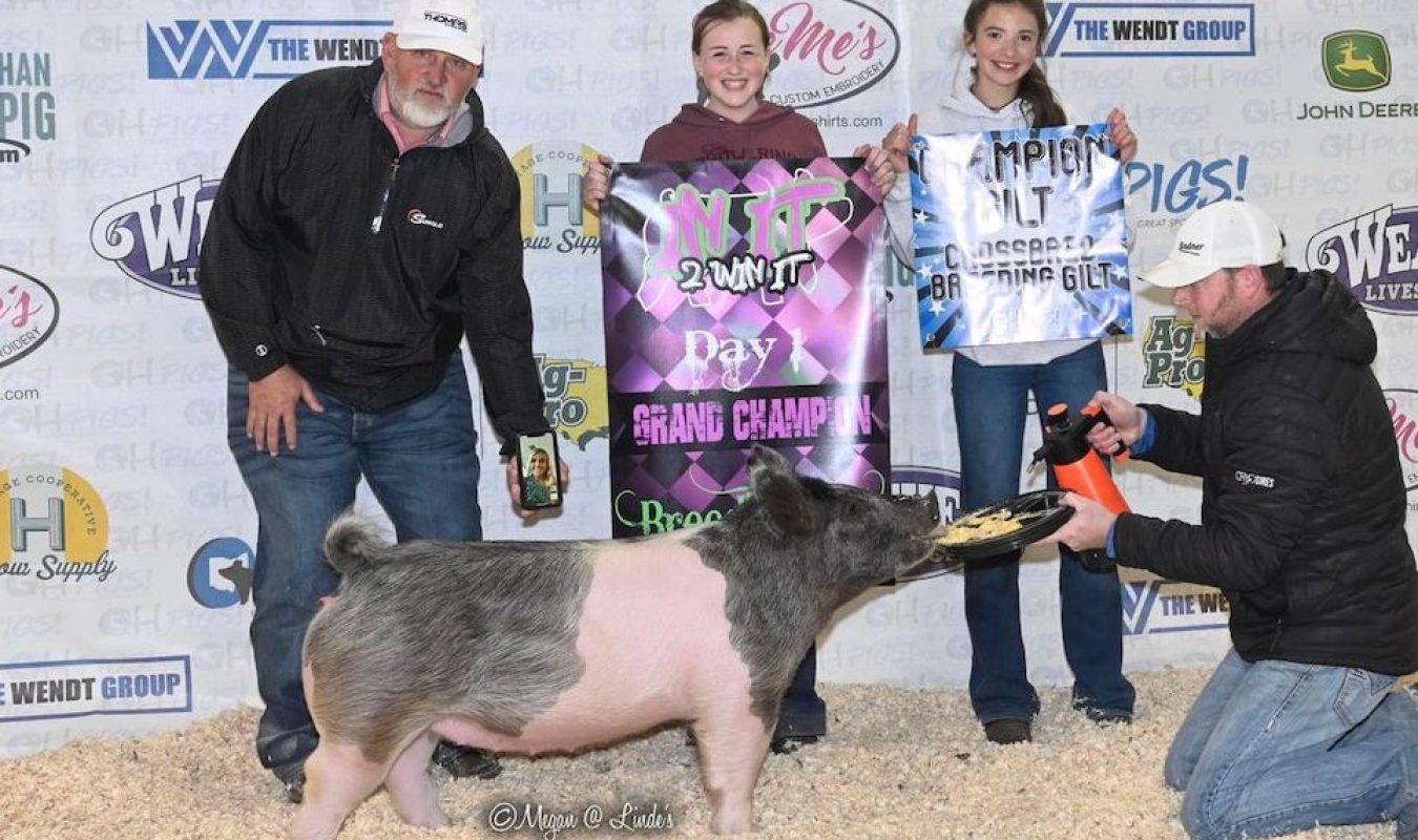 Grand Champion Breeding Gilt, 2022 In It 2 Win It