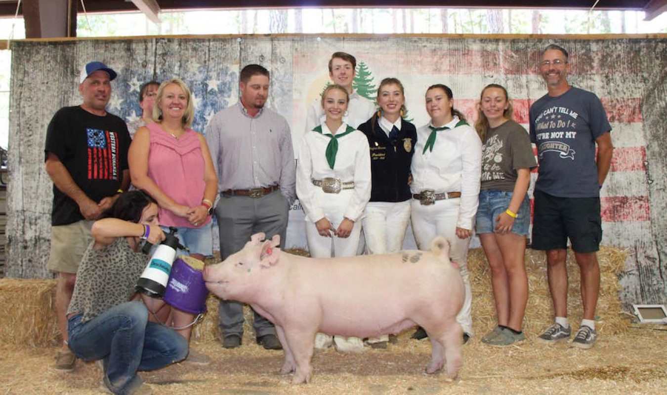 3rd Overall Gilt, Nevada County