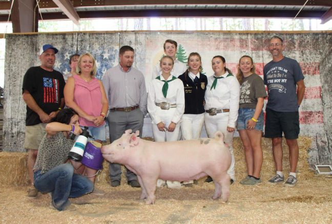 3rd Overall Gilt, Nevada County