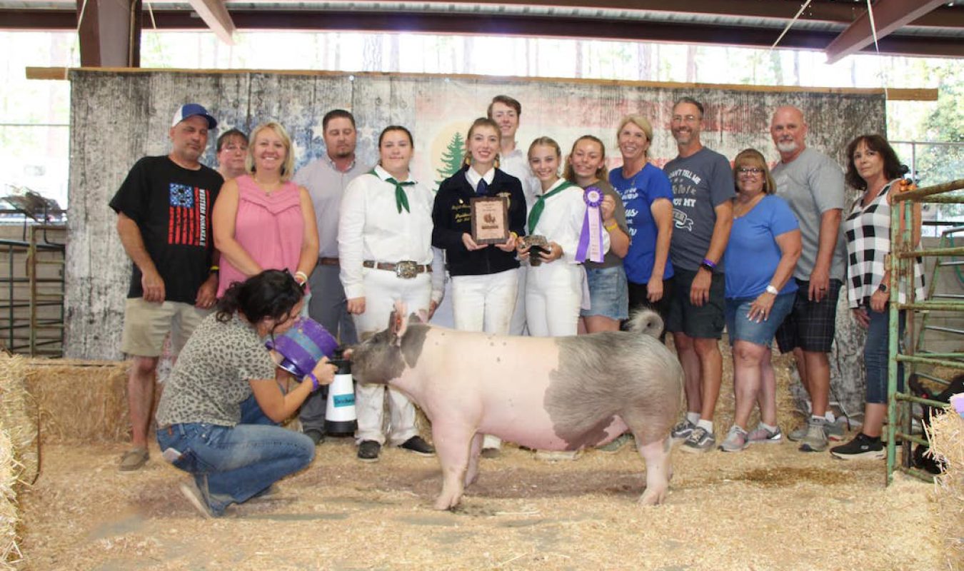 Grand Breeding Gilt Nevada County