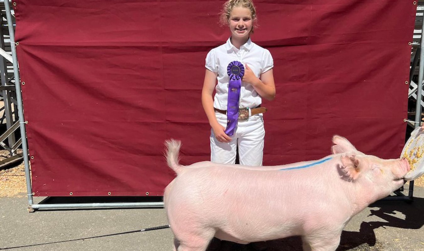 Champion York Sonoma County Fair