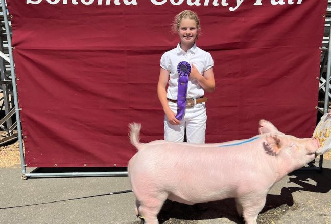 Champion York Sonoma County Fair