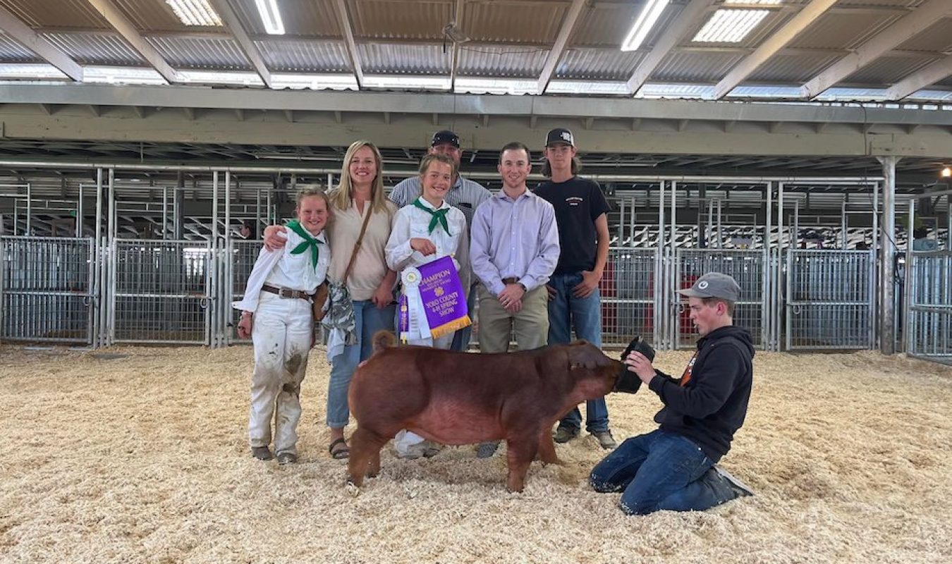 Champion Duroc Yolo County Spring Show