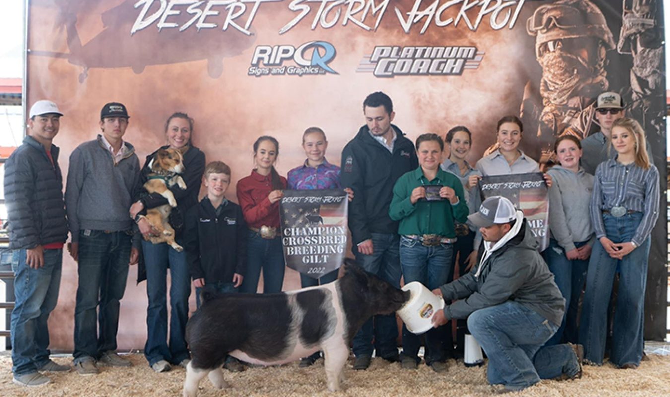 Supreme Champion Gilt Desert Storm Jackpot