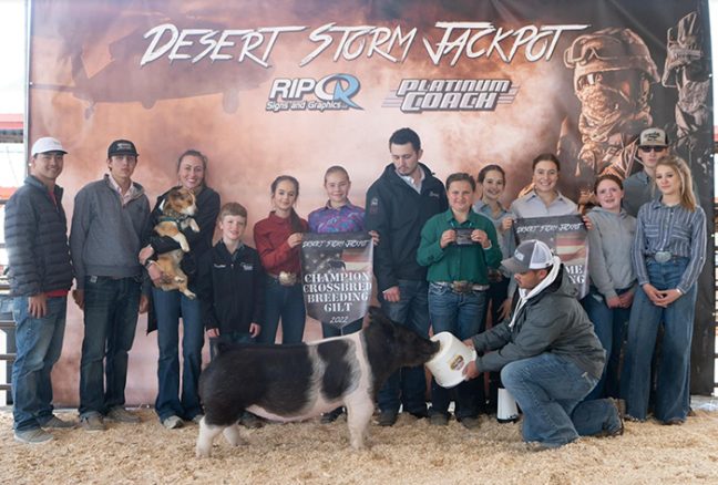 Supreme Champion Gilt Desert Storm Jackpot