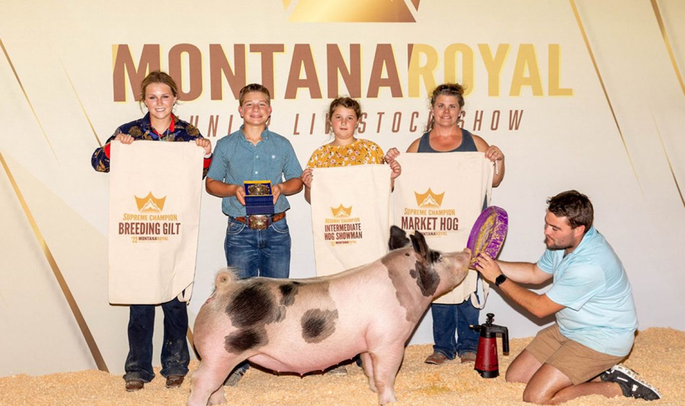 grand Overall Market Hog Montana royal