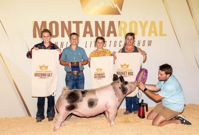 grand Overall Market Hog Montana royal