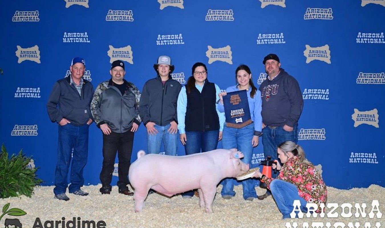 Arizona National Livestock Show Champion Chester Barrow