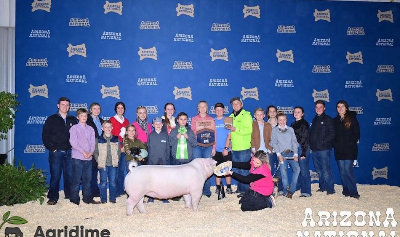 Arizona National Livestock Show Champion Chester Gilt