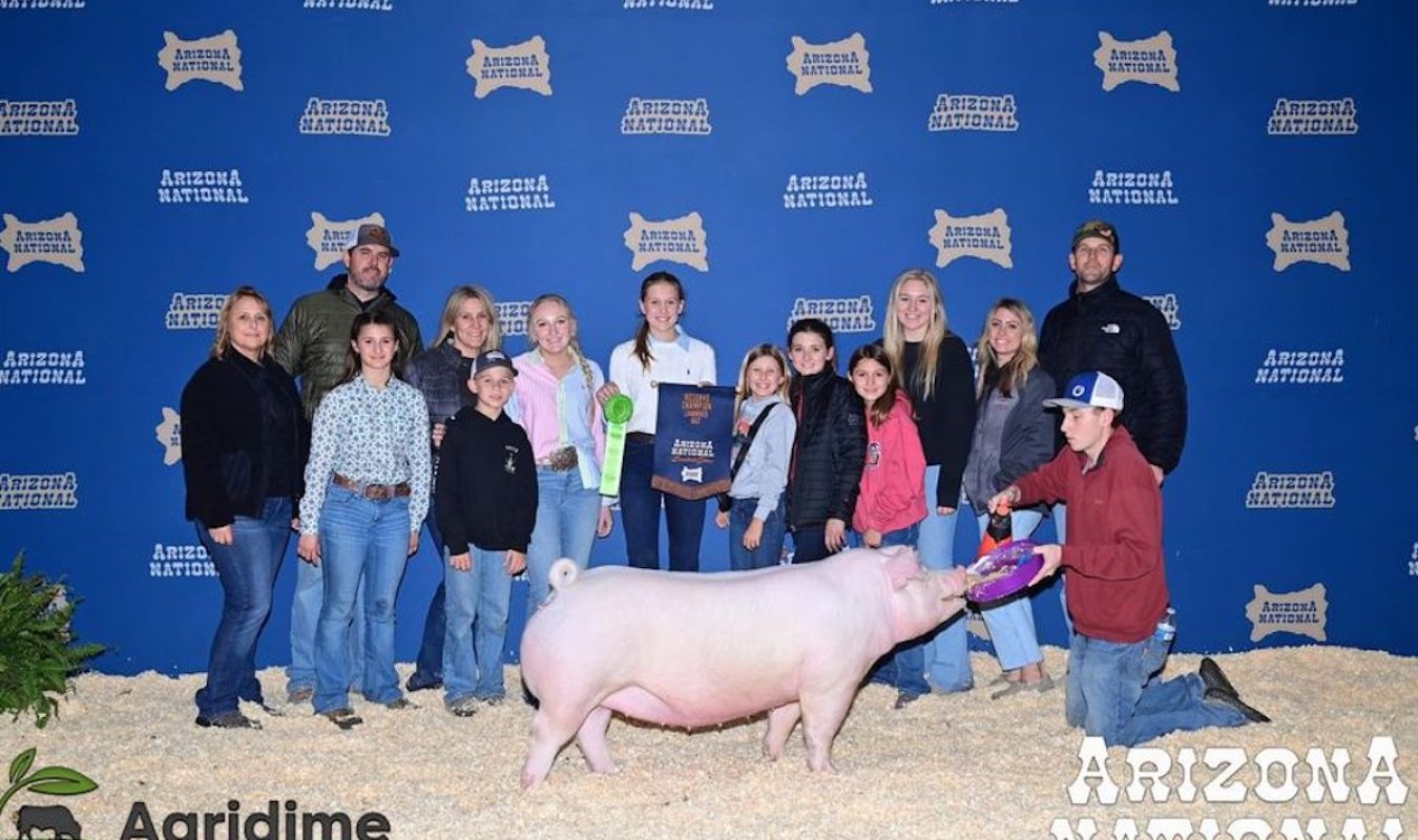 Arizona National Livestock Show Reserve Champion Landrace Gilt