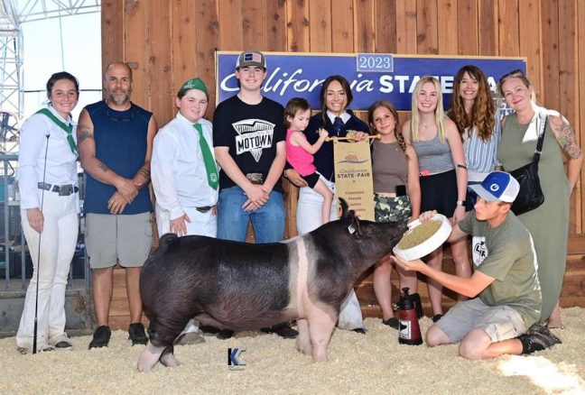 California State Fair Champion Hampshire Gilt