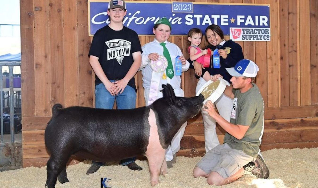 California State Fair Reserve Champion Hamp Gilt