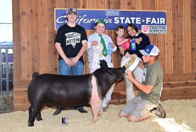 California State Fair Reserve Champion Hamp Gilt