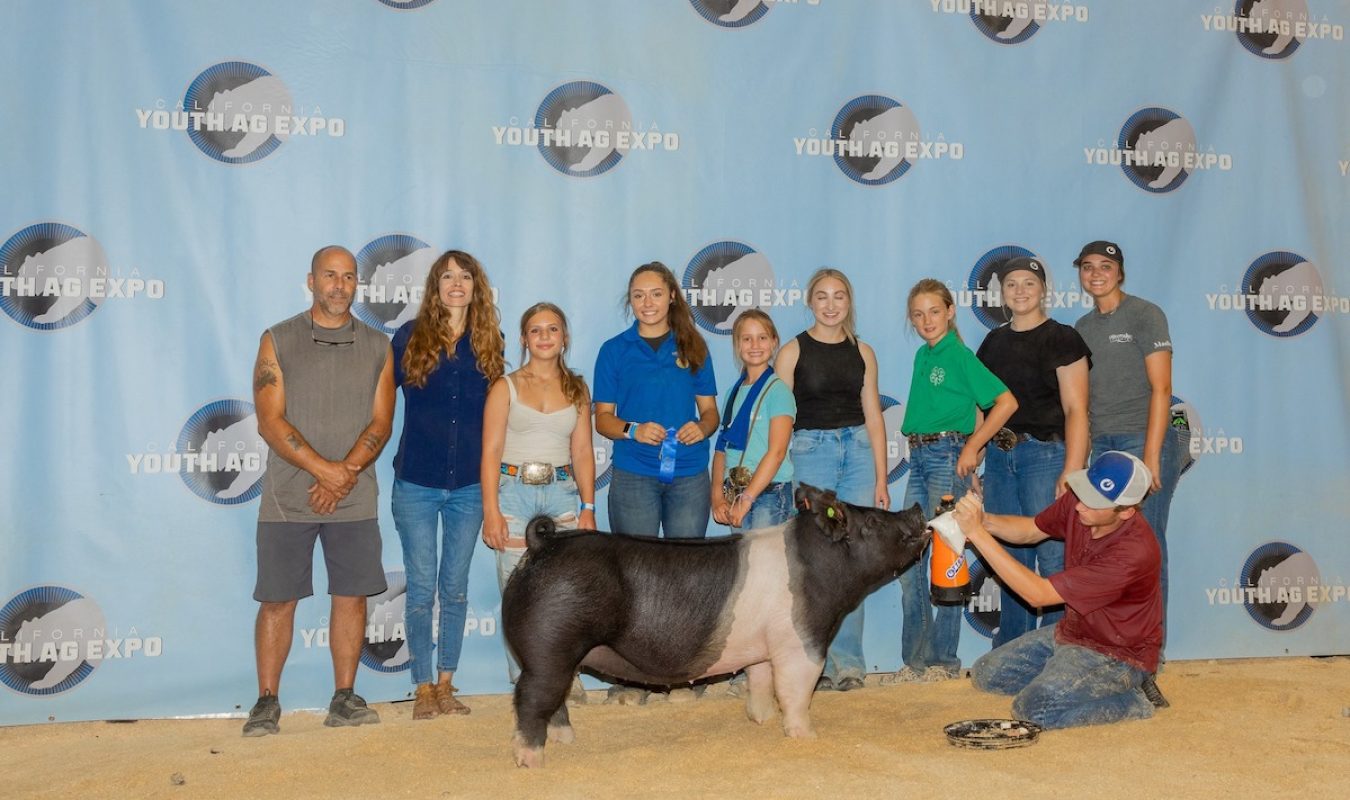 13th Overall Gilt, California Youth Ag Expo