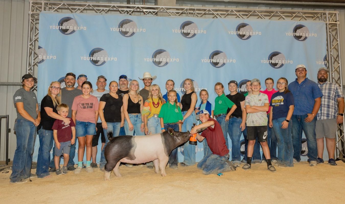 3rd Division 2 Cross Gilt, California Youth Ag Expo