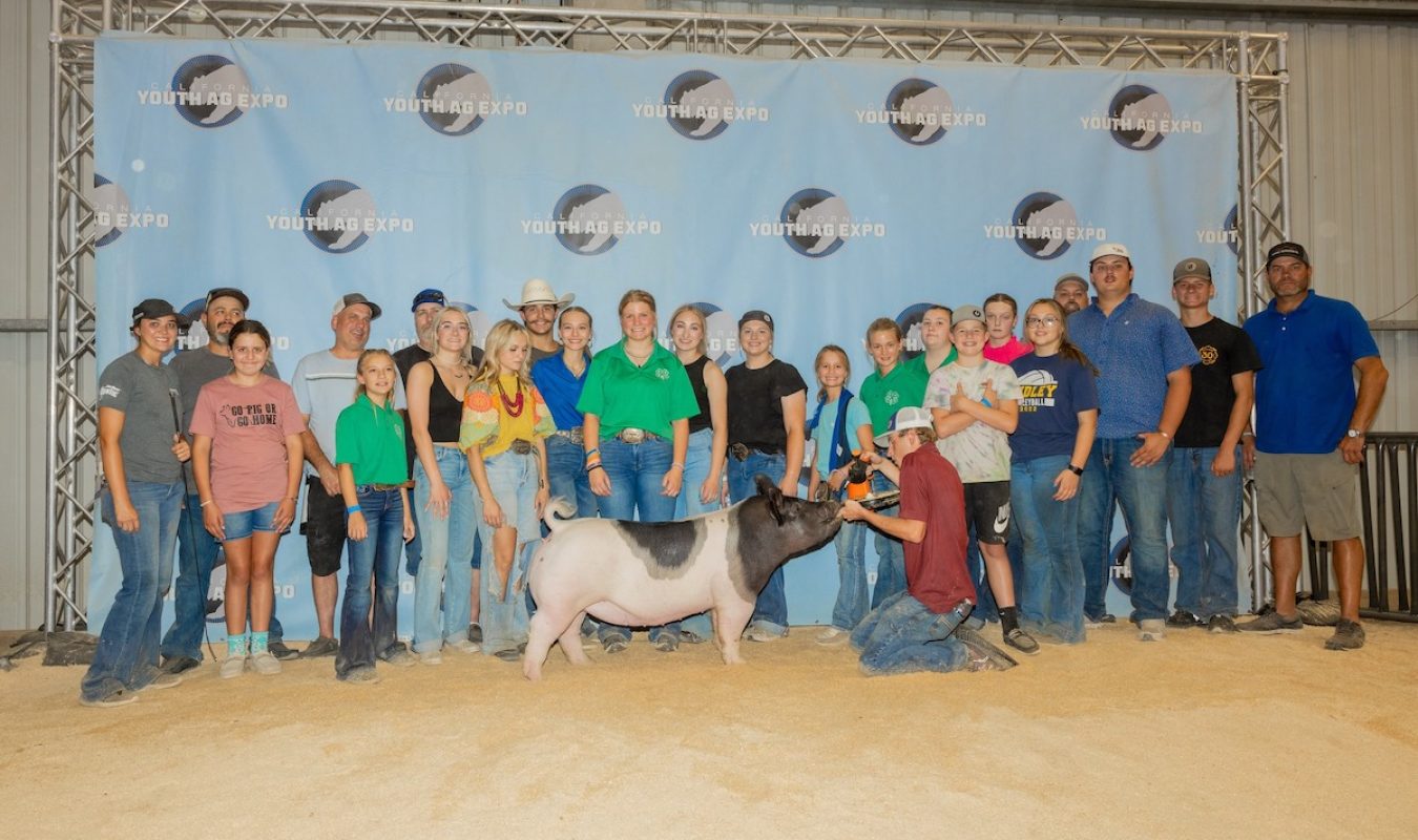 California Youth Ag Expo 4 th Overall Cross Gilt