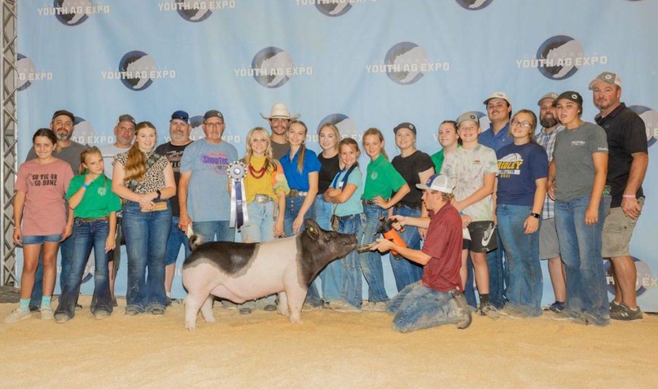 California Youth Ag Expo 5 th Overall Market Barrow Reserve Champion Dark Cross Barrow