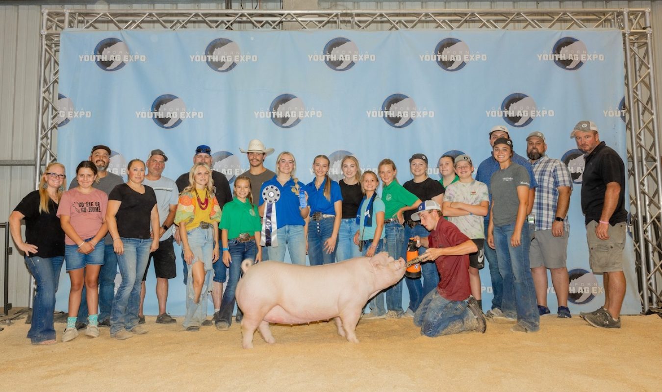 Champion Landrace/Chester Gilt, California Youth Ag Expo