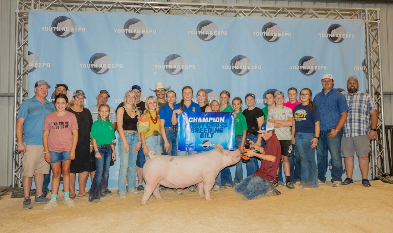 Champion Light Cross Gilt, California Youth Ag Expo