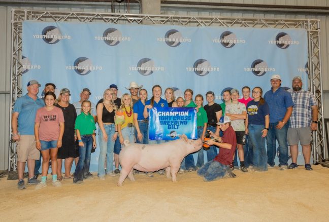 Champion Light Cross Gilt, California Youth Ag Expo