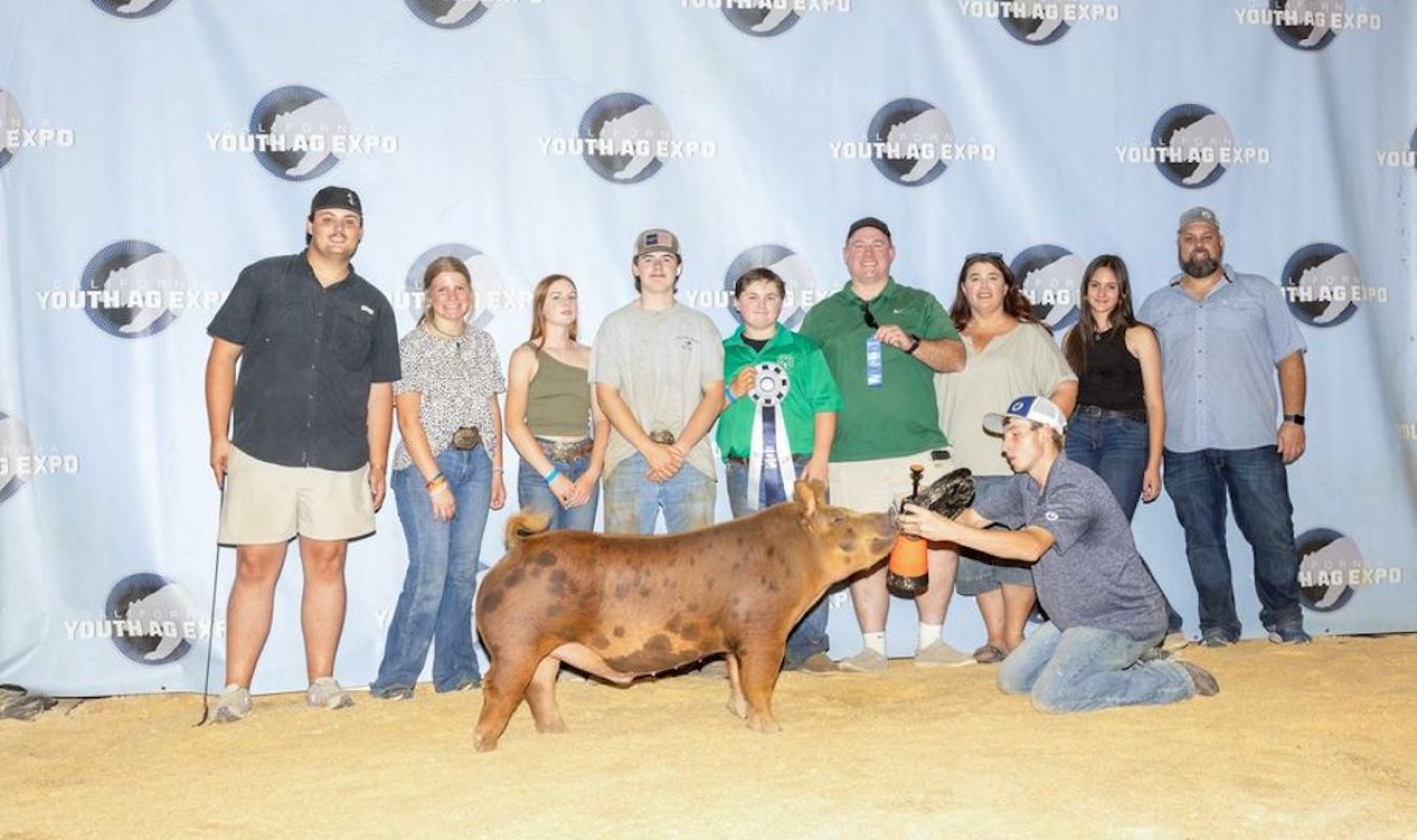 California Youth Ag Expo Champion Tamworth Barrow