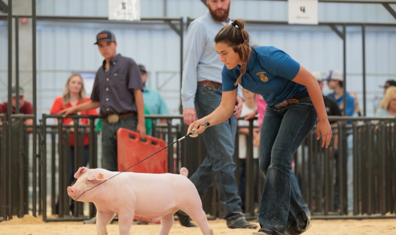 Grand Champion Purebred, California Youth Ag Expo, California’s Exclusive Show